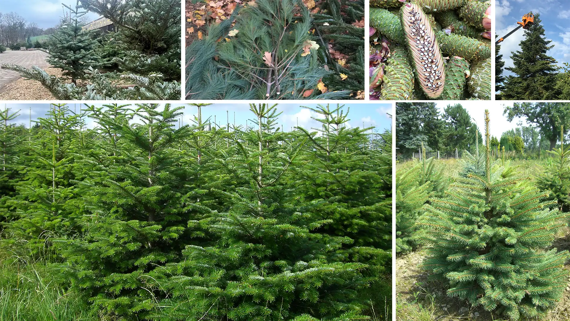 Fotogalerie vom Hof der Familie Eschbach mit Halle, Feldern von Tannenbaeumen, Baumpflege, Tannenzapfen aufgeschnitten.