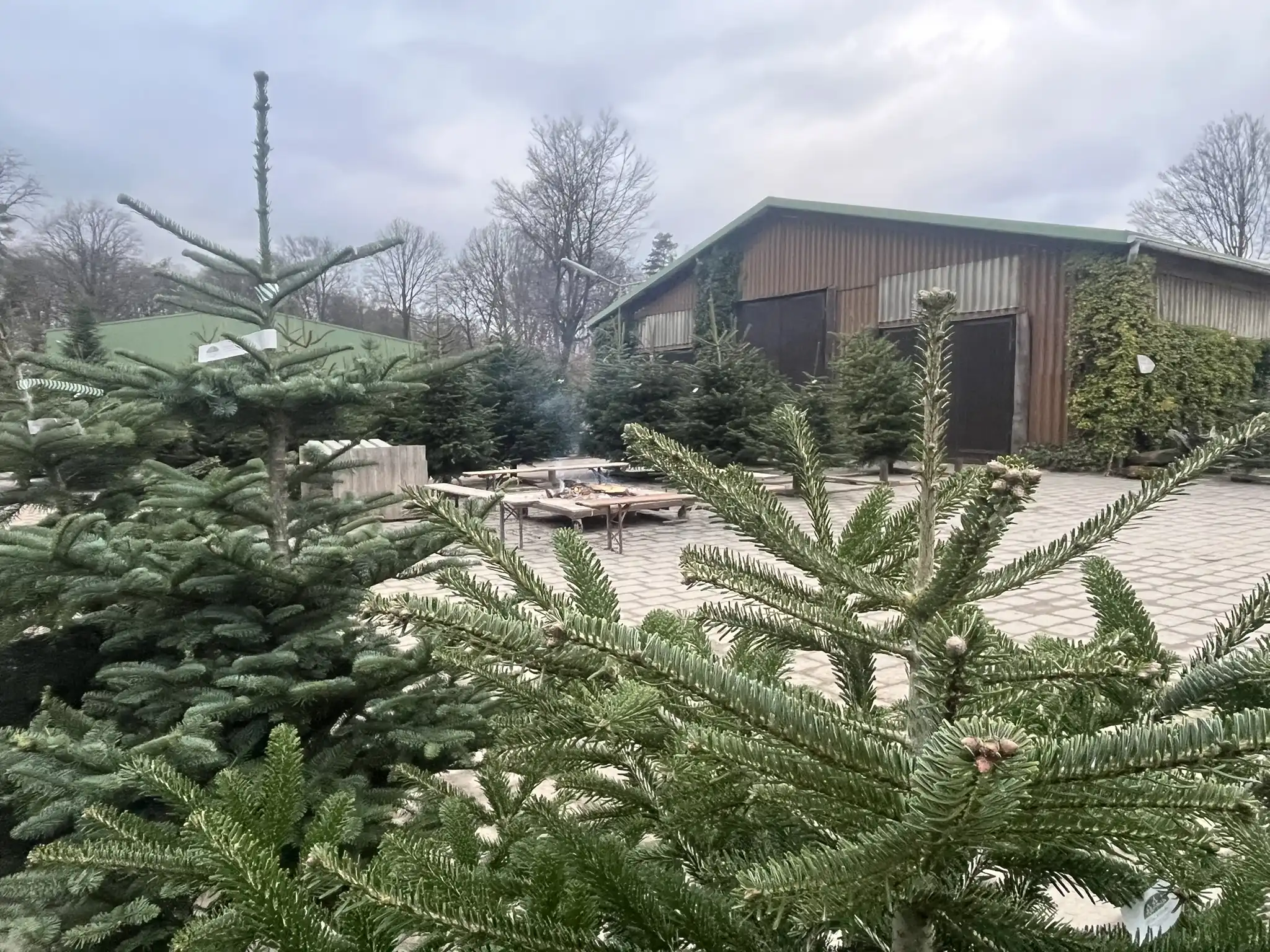 veranstaltungen lagerfeuer halle weihnachtsbäume eschbach overath marialinden