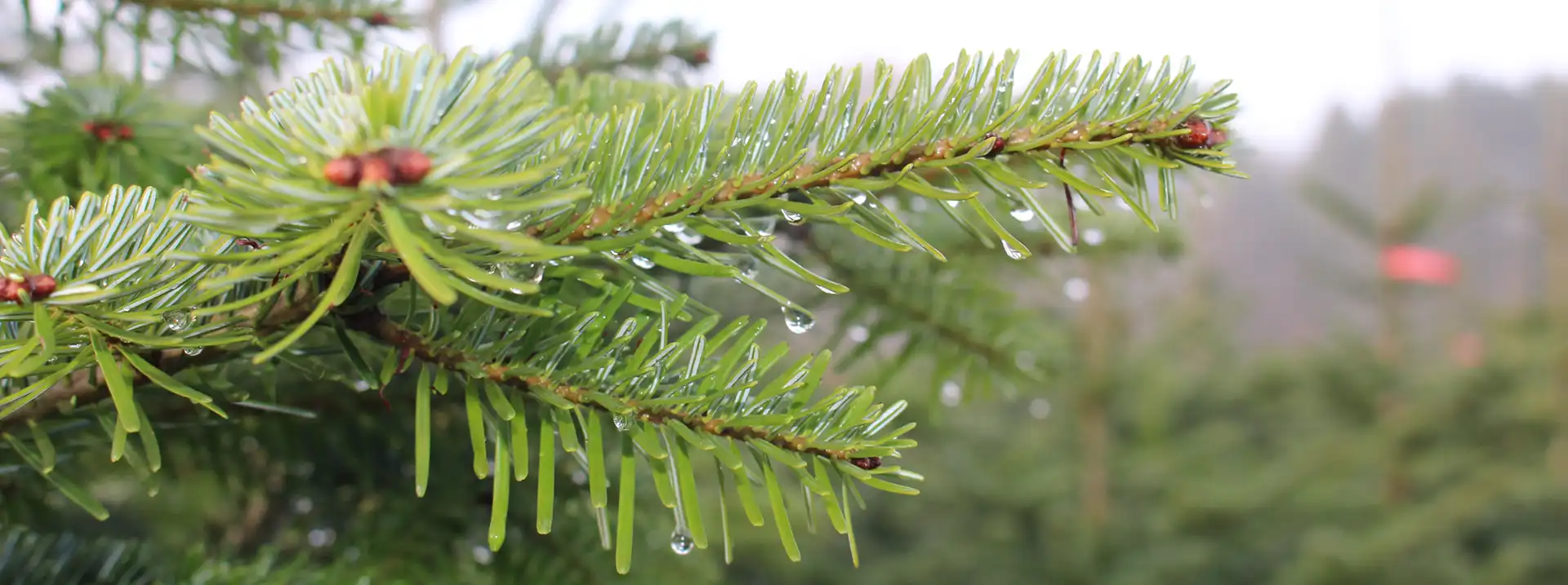Zweig eines Tannenbaumes ganz nah. Mit Regentropfen.