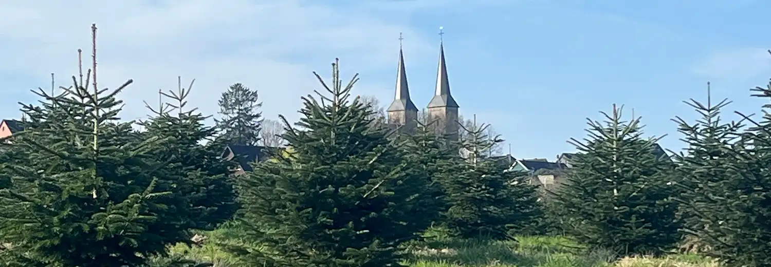 Weihnachtsbäume Overath mit Blick über das Feld voller Weihnachtsbäumen bzw. deren Spitzen. Im Hingergrund ist die Kirche von Marialinden zu sehen.