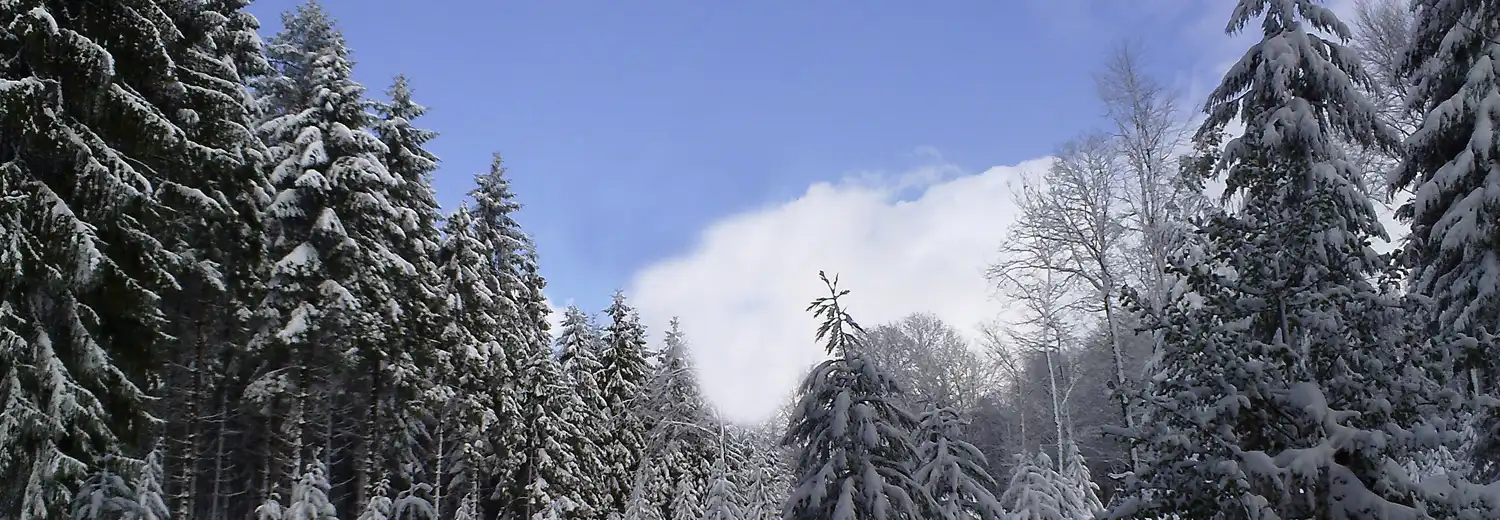 Weihnachtsbäume Eschbach Winter Wald Overath Marialinden
